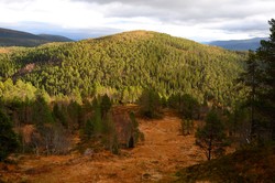 Grøttuva