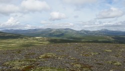 Gråvola