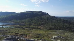 Tobakkhusknatten