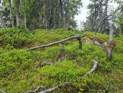 Ved Fjellpullen