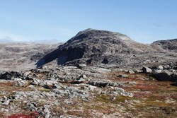 Mongehøin