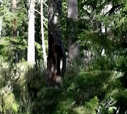 Eikåsen