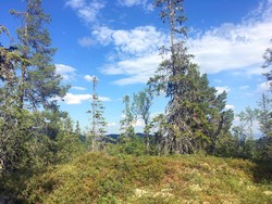 Skruddudalsheia