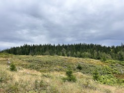 Engerbrenna