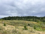 Engerbrenna