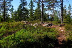 Rasaaksla