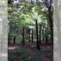 Lilly Pilly Gully Boardwalk