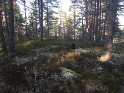 Høyås