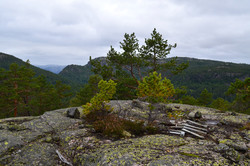 Fjellbuknuten