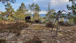 Kokleråsen