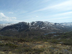 Tjørnnuten