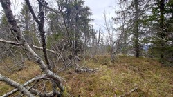 Timannstølhøgda