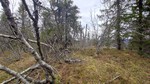 Timannstølhøgda