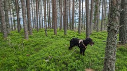 Gjerdingshøgda