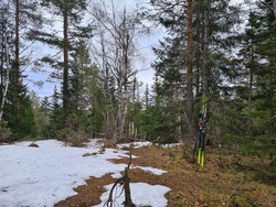 Lauvåsen