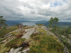 Mulskollen