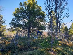 Kviknhaugen