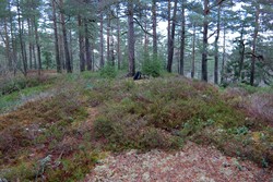 Elgåsen
