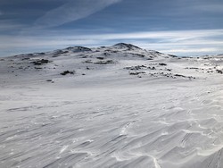 Grånosi