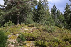Seteråsen