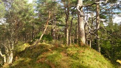 Raunåsen