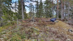 Reinåsen