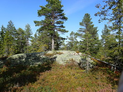 Heståsvarden
