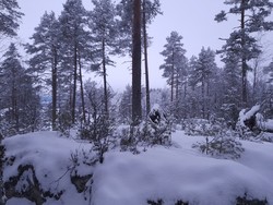 Skurvøya