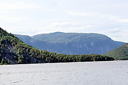 Kviteflogi