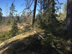 Lauvåsen