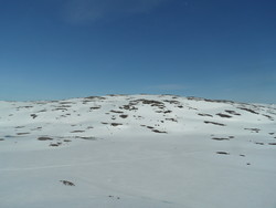 Kalvetjørnnutane