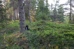 Korpberget