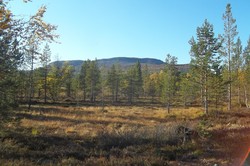 Sorkvola