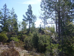 Jensokkfjellet