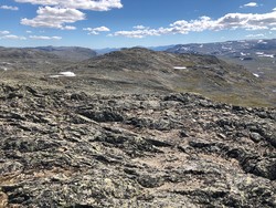 Julsennose