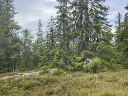 Djupvasshøgda