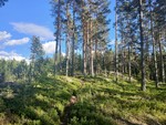 Bårhaughøgda