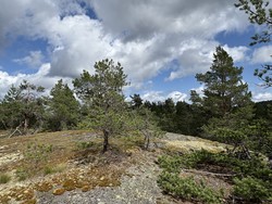 Skauguttleiråsen