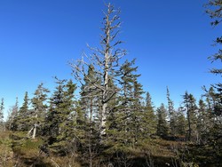 Hevla