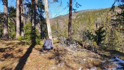 Høgås