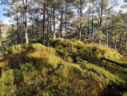 Moldaåsen