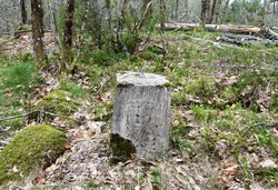 Bystein 56