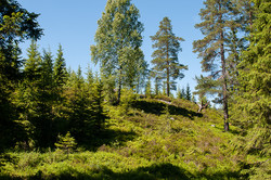 Vaggesteinåsen
