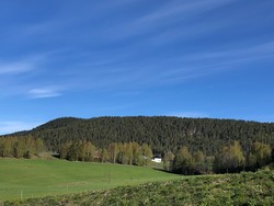 Anbjørgåsen