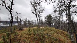 Høgeås