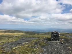 Måstjønnskarven