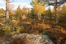 Slottet