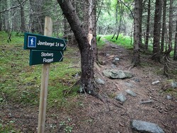 Javnberget kryss skog 1