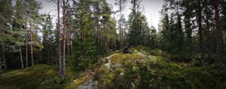 Lindberget