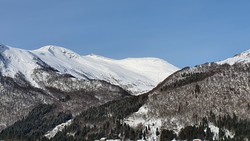 Hjulnebba
